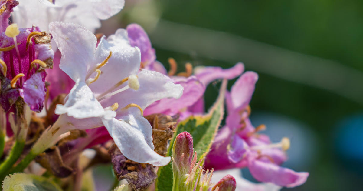 Effortlessly Support Next Gen Image Formats